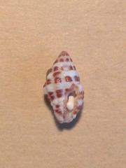Engina alveolata