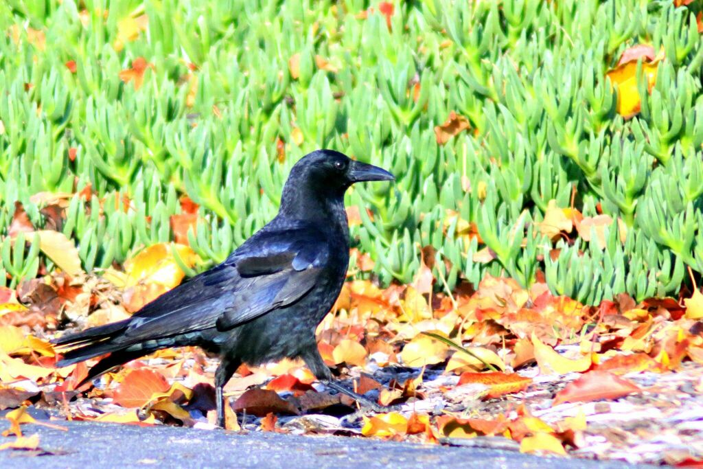 American Crow From Winter Gardens CA USA On January 25 2024 At 04 45   Large 