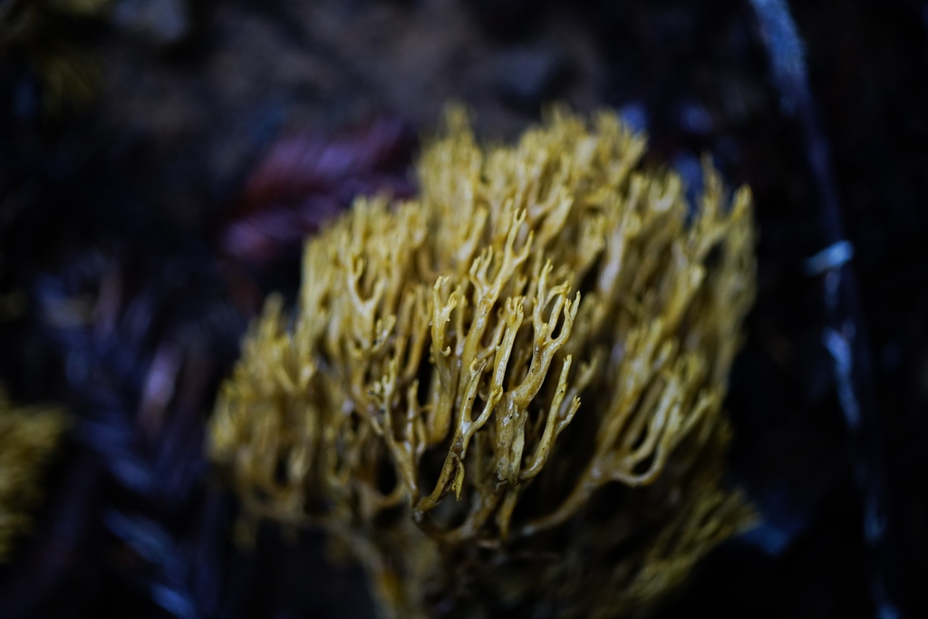 Phaeoclavulina sp. 'PNW02'