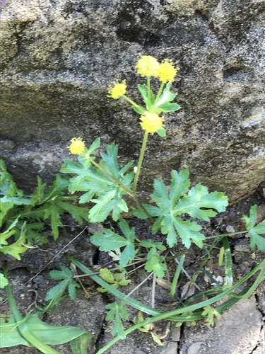 iNaturalist observation photo of sanicles