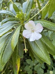 Impatiens sodenii image