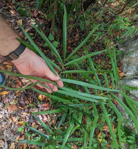 Puerto Rican zamia (Zamia portoricensis)