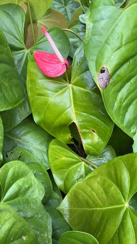 Foto de Antúrio