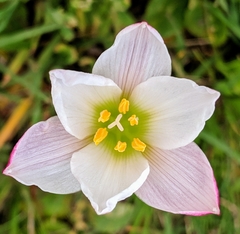 Zephyranthes simpsonii