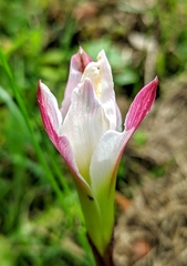 Zephyranthes simpsonii