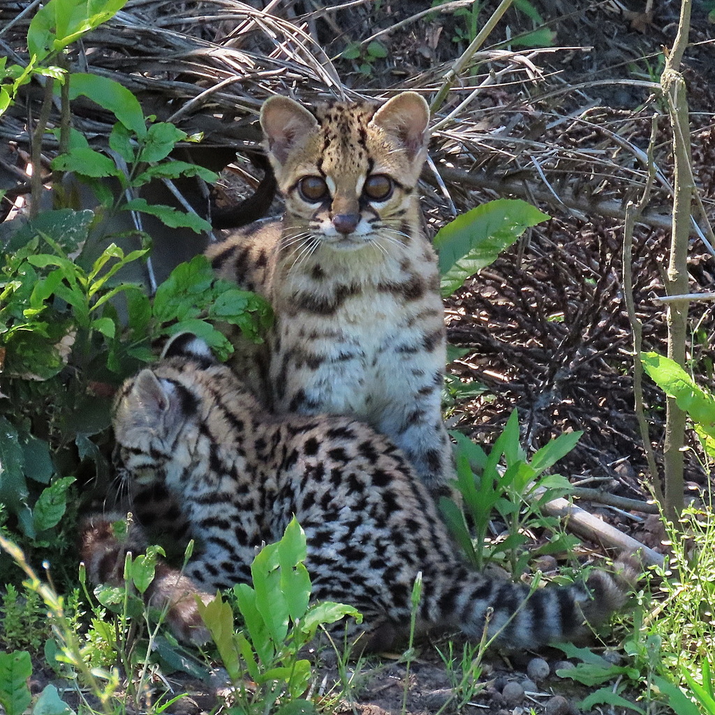 margay