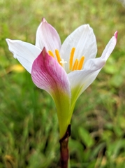 Zephyranthes simpsonii