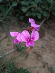 Pelargonium multicaule