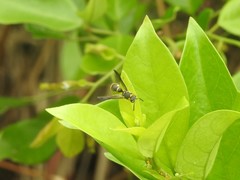 Apodynerus formosensis