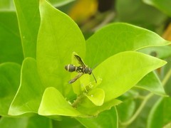 Apodynerus formosensis