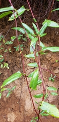 Muehlenbeckia hastulata