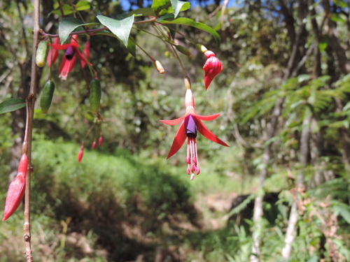 Fuchsia alpestris