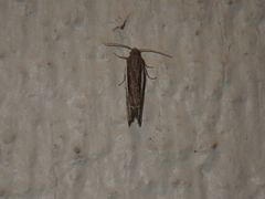 Eucosma argenticostana