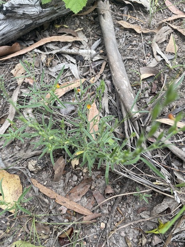 Zornia muriculata observed 2024-01-25