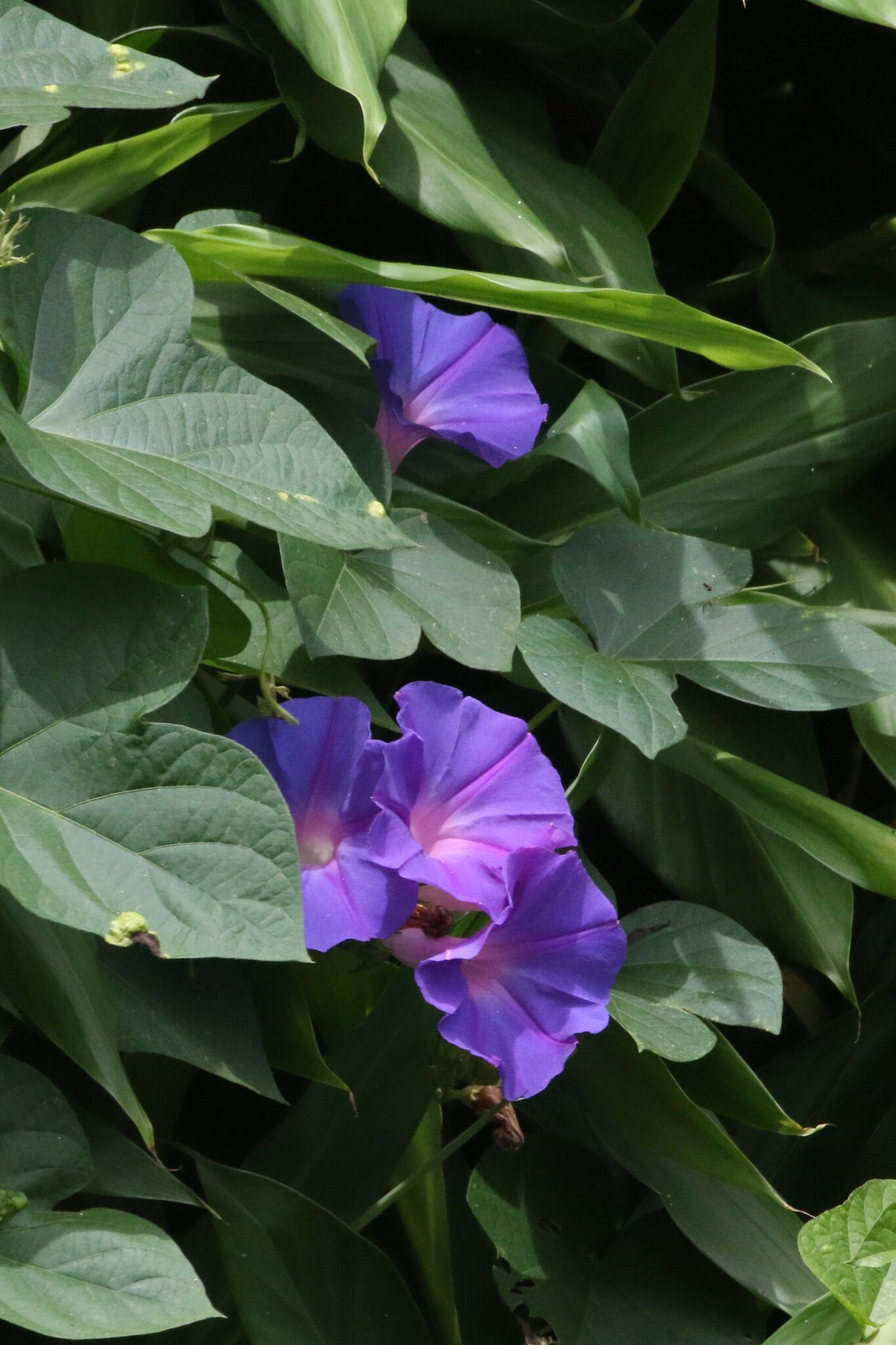 Ipomoea indica