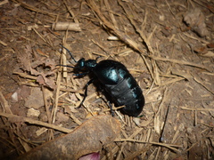 Meloe proscarabaeus