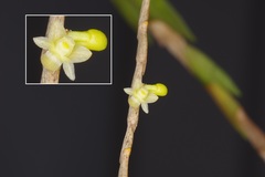 Dendrobium aloifolium