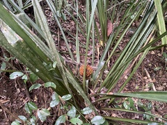 Aechmea magdalenae image