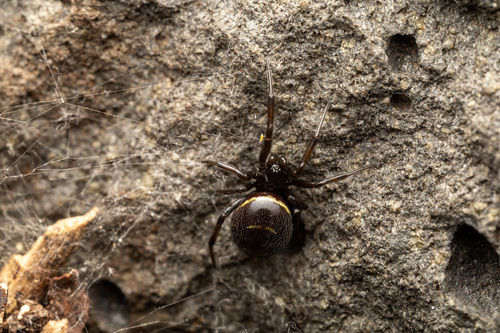 Steatoda autumnalis
