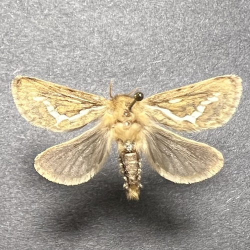 Common Swift Moth photo 4