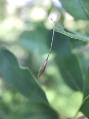 Andricus pedicellatus