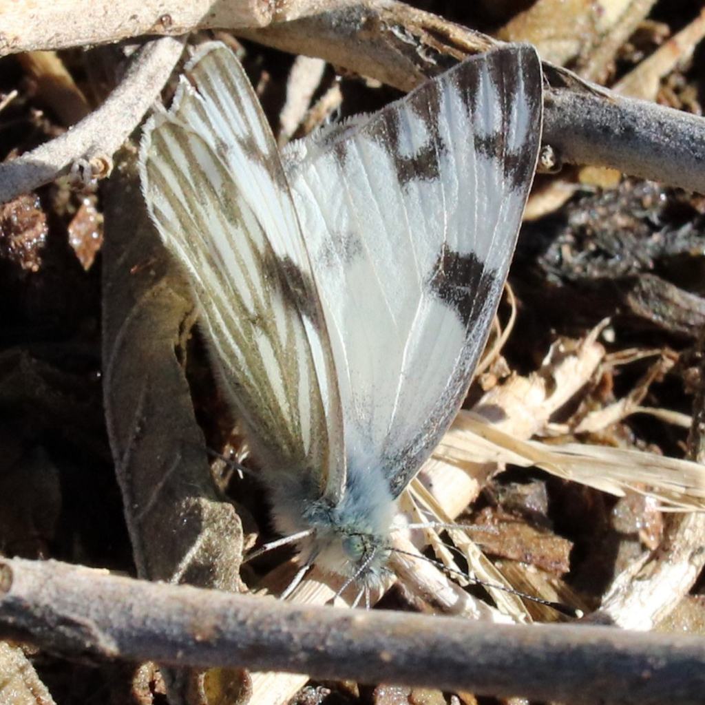 Checkered White from Mallet Ranch, Hockley County, TX, USA on December ...