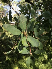 Andricus pedicellatus