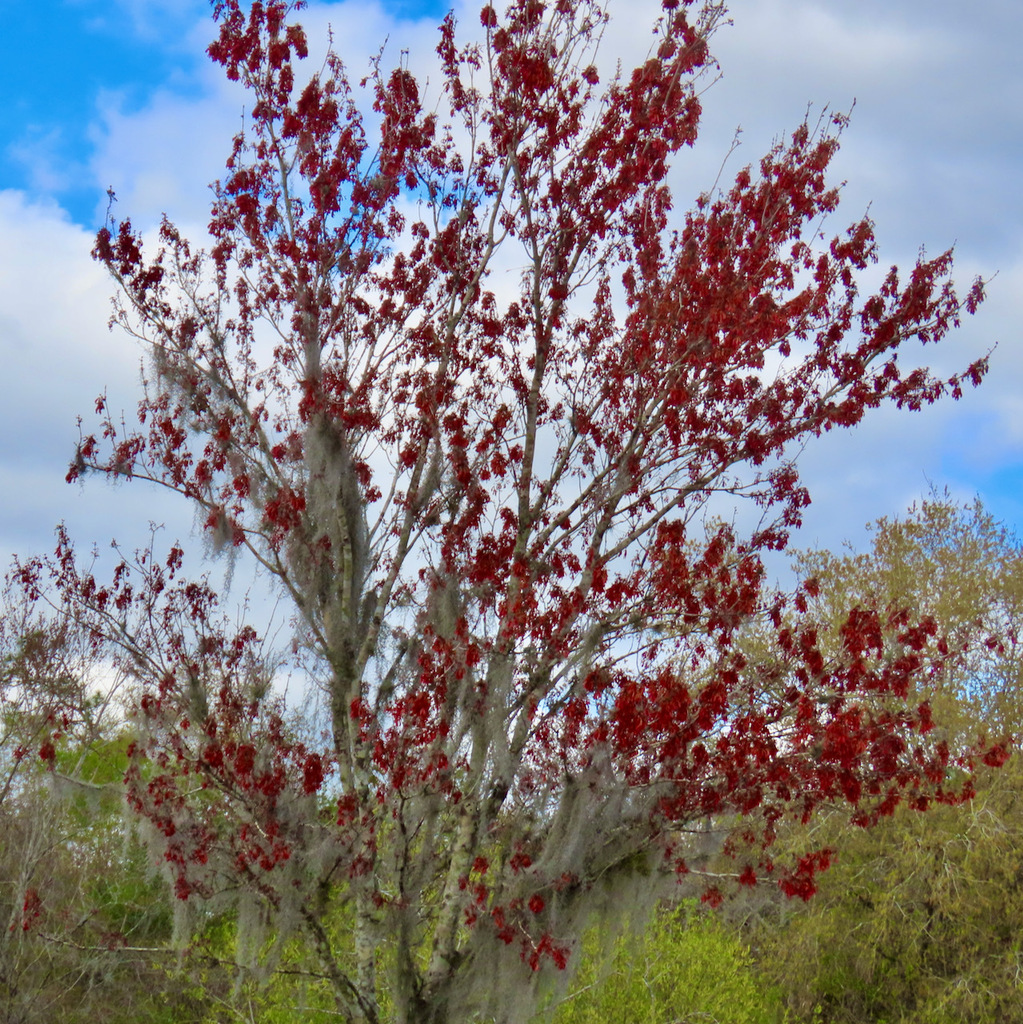 Red Maple In January 2024 By Mothlady41 INaturalist   Large 