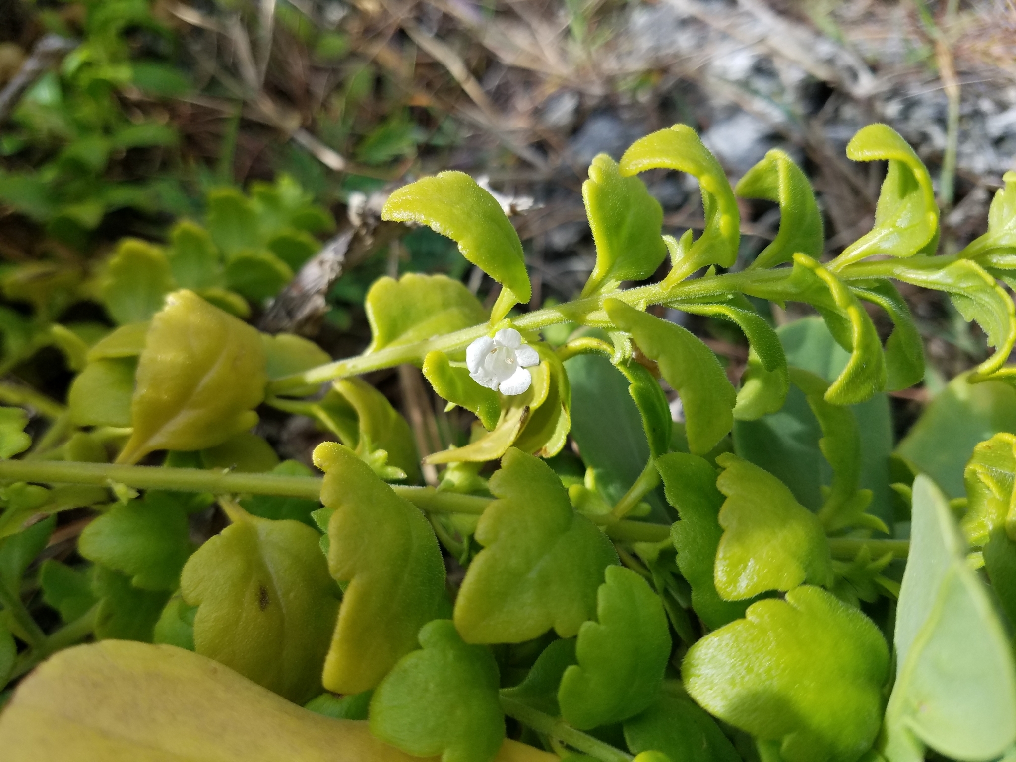 Nesogenes rotensis