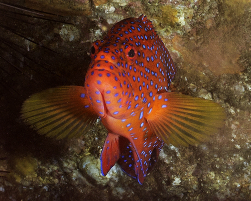 Blue-spot rock cod (Cephalopholis miniata) — Serranidae — 4