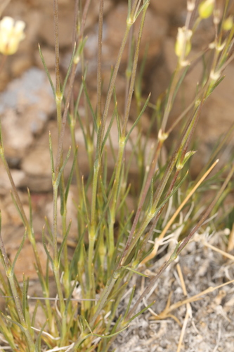 Image of Eremogone macradenia by (c) Steve Matson, some rights reserved (CC BY)