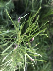 Aceria paracalifornica