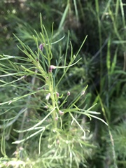 Aceria paracalifornica