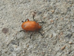 Podontia lutea