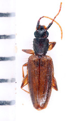 Telephanus