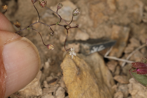 Image of Nemacladus inyoensis by (c) Steve Matson, some rights reserved (CC BY)