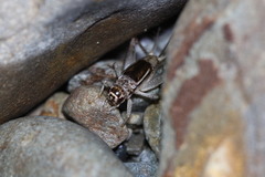 Velarifictorus
