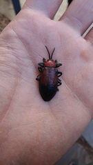 Coraliomela aeneoplagiata