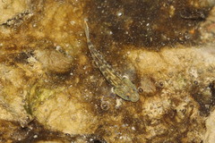 Rhinogobius rubromaculatus