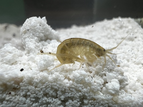 Sicifera dentata