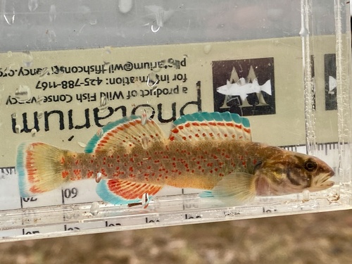 Redfin Darter