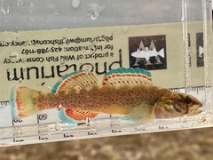 Redfin Darter photo 3