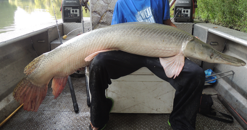 Alligator Gar