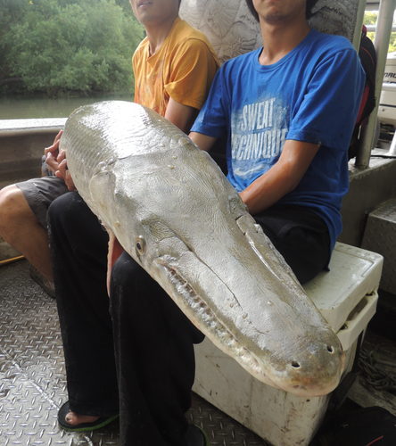 Alligator Gar