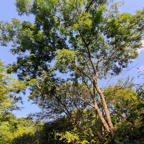 Foto de Angico