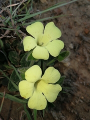 Thunbergia capensis