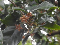 Sterculia lanceolata