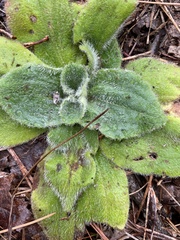 Arnica acaulis