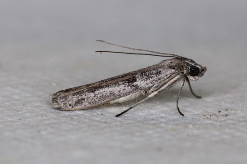 Homoeosoma vagella Zeller, 1848