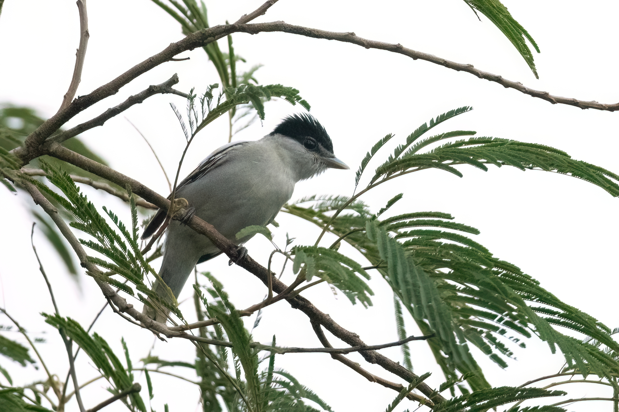 Grey-collared Becard (Pachyramphus major), photo 2